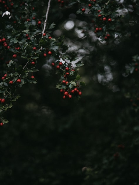 Understanding Tree Health Evaluations